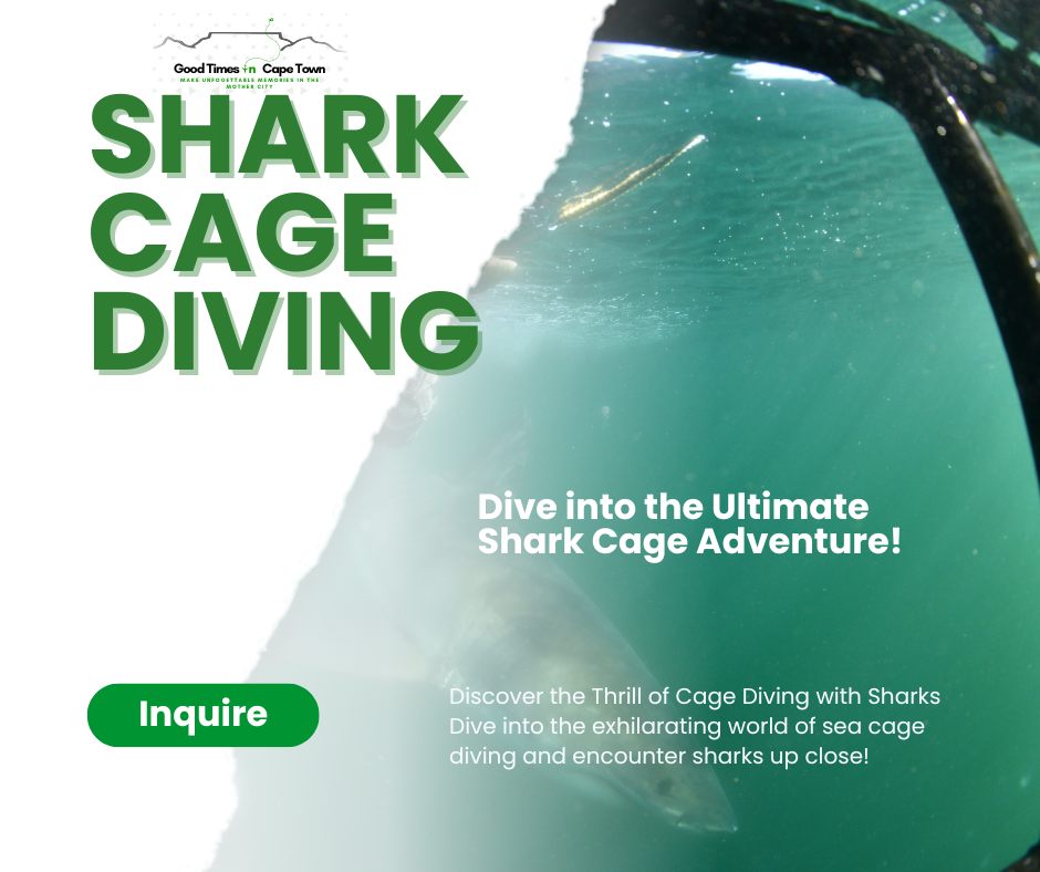 🦈 Shark Cage Diving