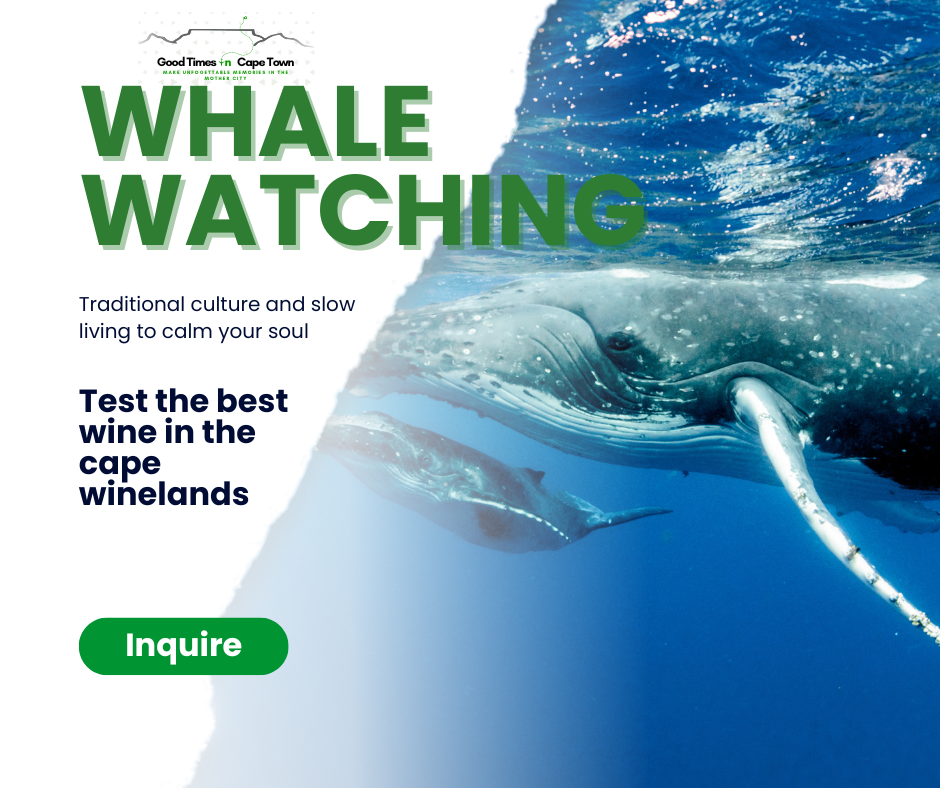 🐋 Whale Watching Private Tour